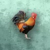 豫剧迷